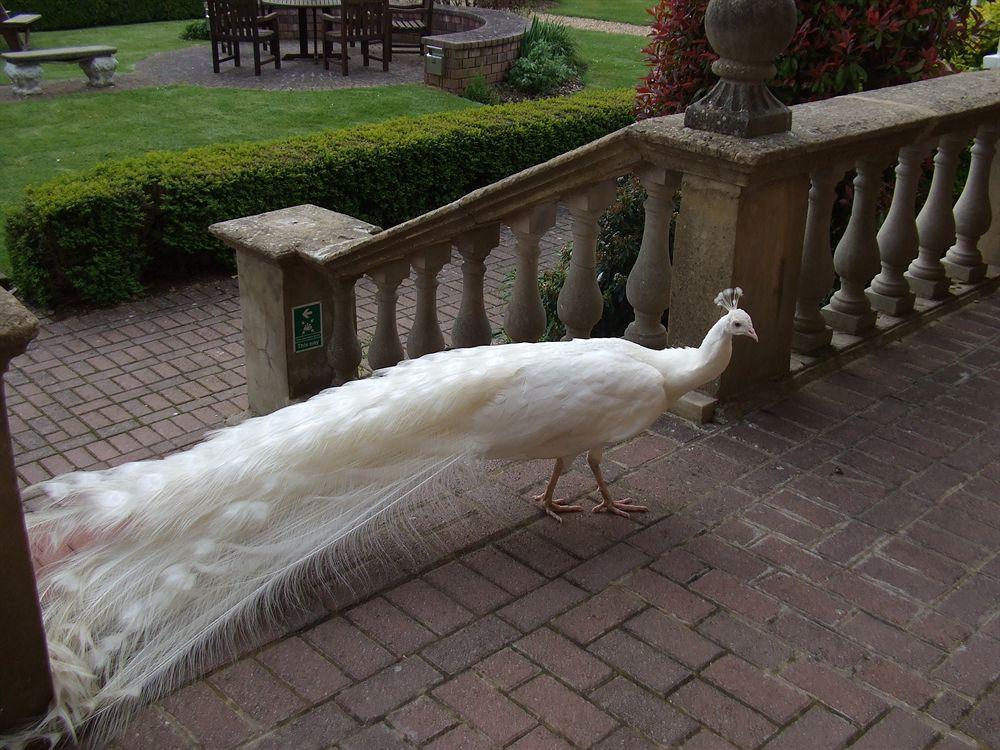 Pendley Manor Otel Tring Dış mekan fotoğraf