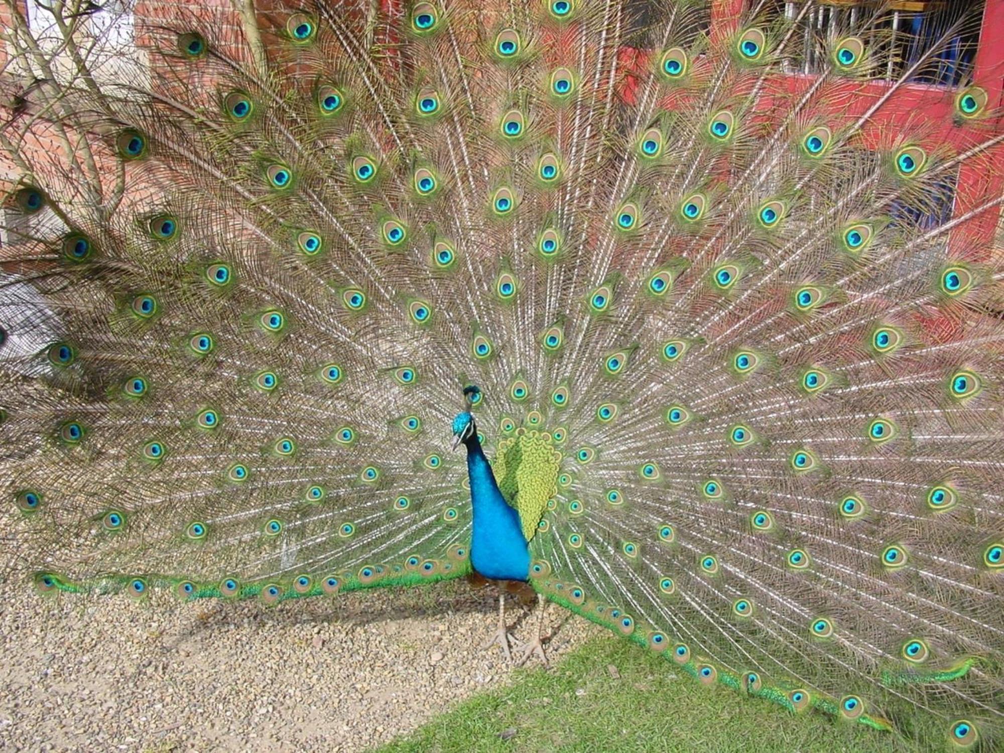 Pendley Manor Otel Tring Dış mekan fotoğraf